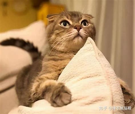 猫进家里|如何能够让新来的猫咪快速适应新家？